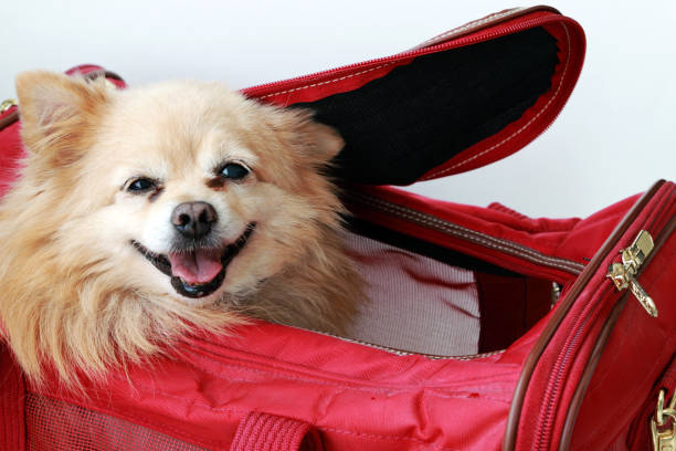 small cage for dogs