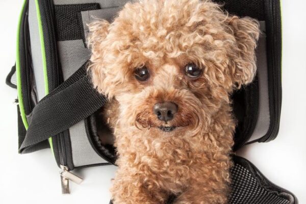 Choosing the Right Pets at Home Dog Cage Small for Your Furry Friend pets at home dog cage small