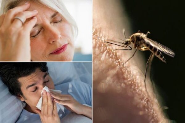 Top 10 Ways Climate Change is Impacting Global Malaria Spread Malaria-Symptoms