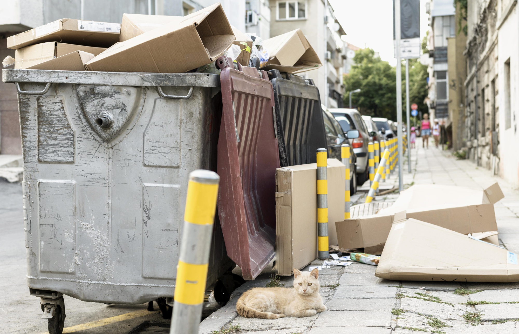Guest Post: Revolutionizing Dog Waste Management with GoGoStik