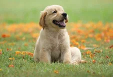 The Smarter Way to Handle Pet Waste: Why Gogostik is Changing the Game