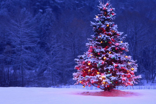 Elevating Holiday Elegance with a 10 Feet Christmas Tree