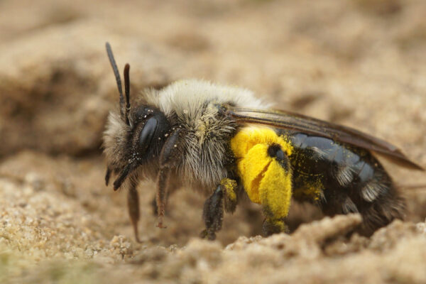 Do Bumble Bees Really Sting? A Simple Guide for Everyone bumble bees