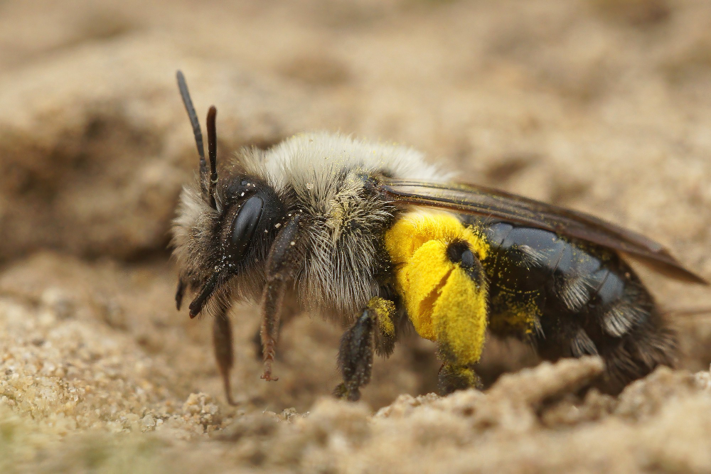 bumble bees
