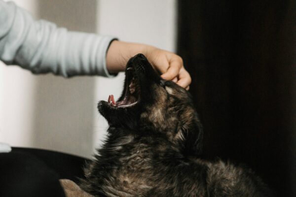 How Stress Affects Your Pet’s Health and What You Can Do About It pet