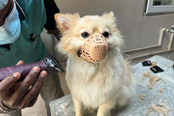 What to Do If Your Pet Gets Stung by a Bee or Wasp: Emergency Care Tips pet