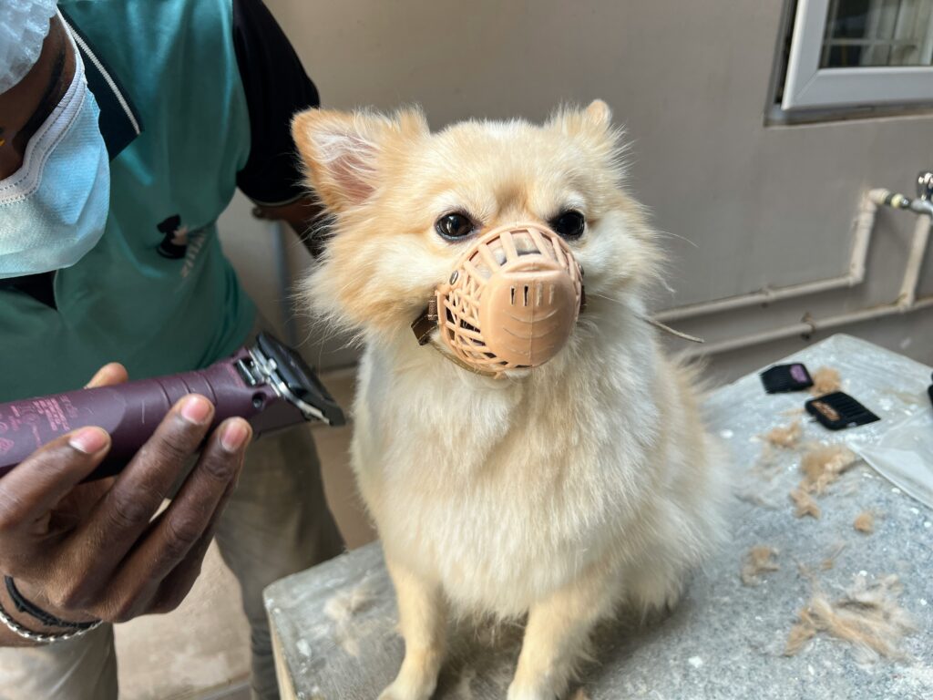 pet