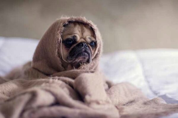 Exploring the Power of Magazines in India Lifestyle and Knowledge