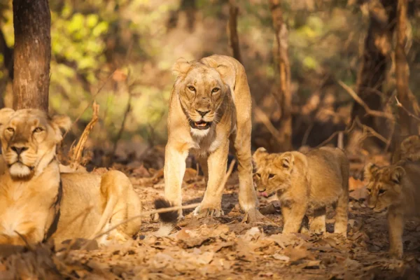 Kerala Wildlife Tours: Into the Wild Heart of God’s Own Country