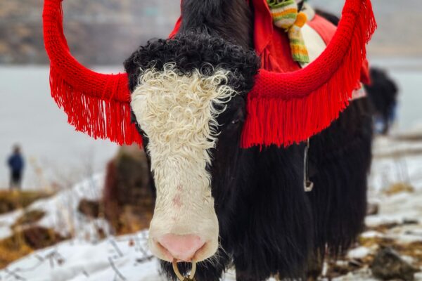 Bhutan Tour Packages: Discover the Last Shangri-La of the Himalayas