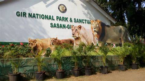 Roar with the Seasons: A Complete Guide to the Best Time to Visit Gir National Park