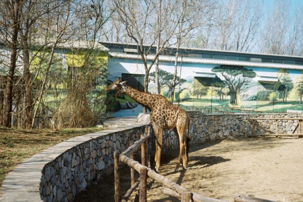 Wildlife Sanctuaries & National Parks: India’s Natural Heritage
