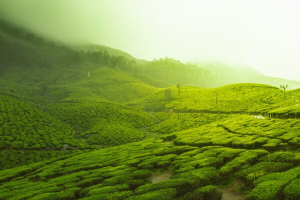 Kerala Backwater Tours: A Soulful Journey Through India’s Liquid Lanes